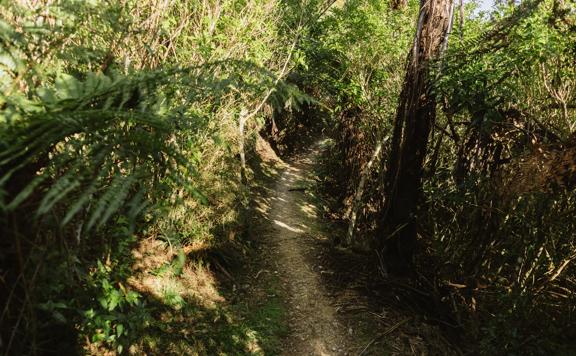 The Bull-A-Varde track in Belmont Regional Park cuts through trees on a single track.