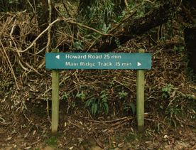 A section of the Cheviot Road Track in Eastbourne. There is mature native bush with plenty of shade.