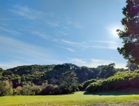 The screen location of Mount Victoria Town Belt, with lush green native bush and panoramic views across Wellington.