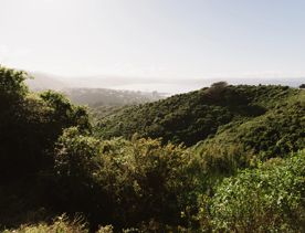 A section of the Transient trail in Waimapihi Reserve. The dirt trail goes around burms, onto wooden platforms, and has great views of the city.